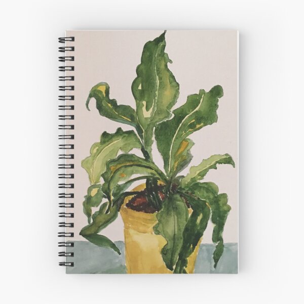Item preview, House plant by Tola designed and sold by Tola Eley.