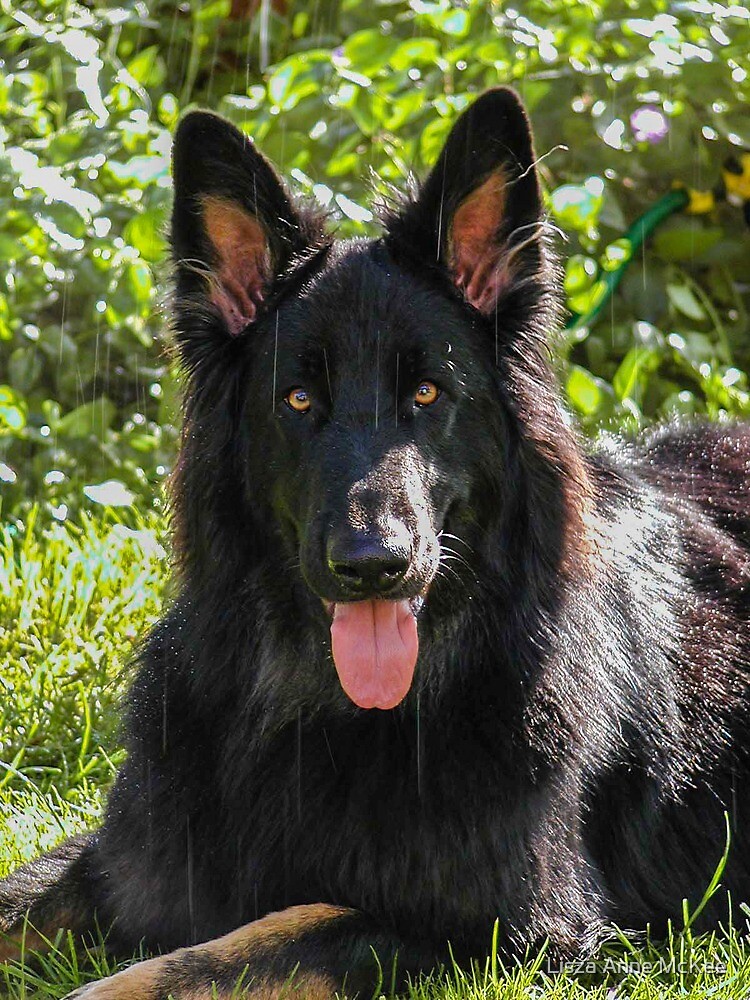 Alsatian German Shepherd Black Long Haired Greeting Card By Princessgerman Redbubble