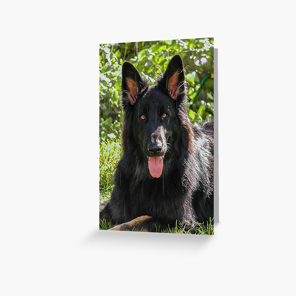 Alsatian German Shepherd Black Long Haired Greeting Card By
