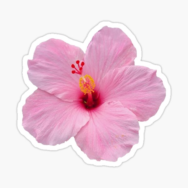 Item preview, Hibiscus flower pink designed and sold by BigKahunaMarket.