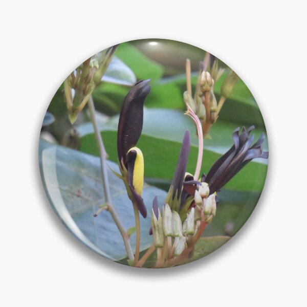 Item preview, Black coral pea  designed and sold by greentiger1.