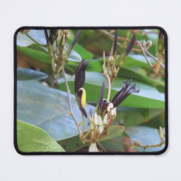 Item preview, Black coral pea  designed and sold by greentiger1.