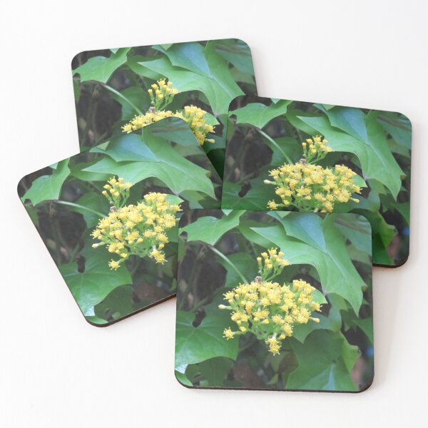 Item preview, Cape ivy flowers designed and sold by greentiger1.