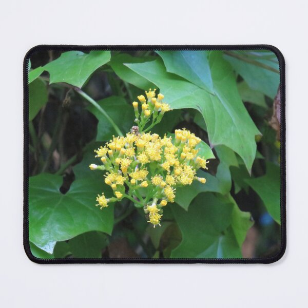 Item preview, Cape ivy flowers designed and sold by greentiger1.