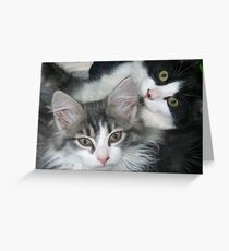 kittens Greeting Card