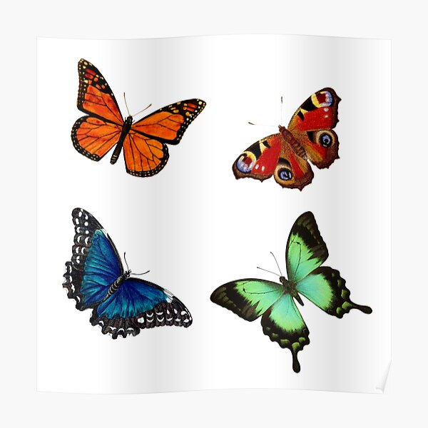 Butterfly bundle pack Poster