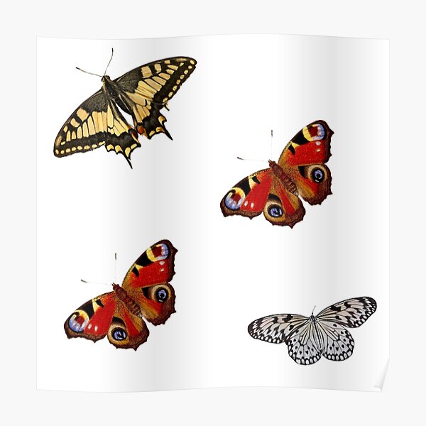 Butterfly bundle pack Poster