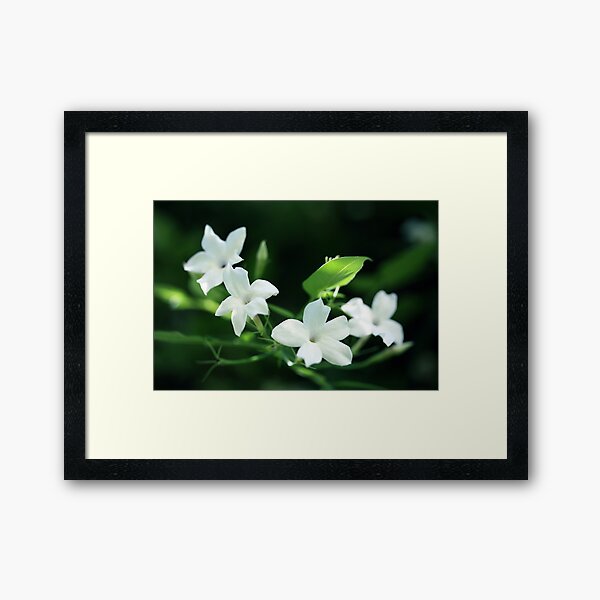 Jasmine Framed Art Print