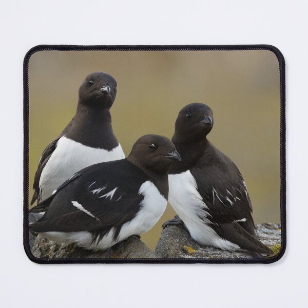 Item preview, The Little Auk Trio designed and sold by Orianah.