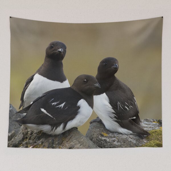 Item preview, The Little Auk Trio designed and sold by Orianah.