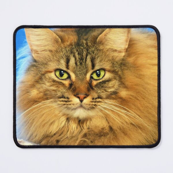 Item preview, Long Haired Cat designed and sold by Frankie Cat Photography.