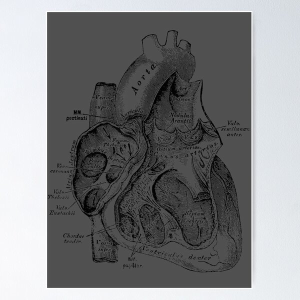 Simple Human Heart Diagram Sticker by Vintage Anatomy Prints - Fine Art  America