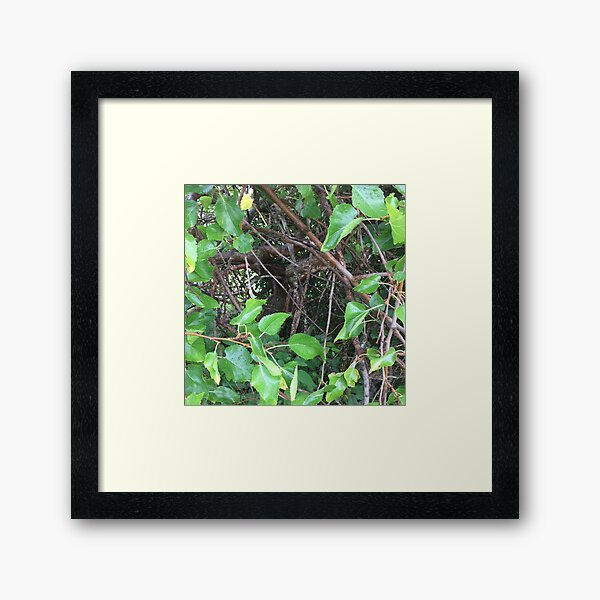 Item preview, Enchanted Weeping Crepe Myrtle  designed and sold by Cherylgrayum.