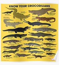 Know Your Crocodilians Poster