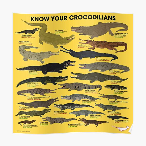 Know Your Crocodilians Poster