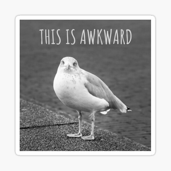 "This is Awkward, Bird Meme" Sticker for Sale by SevillaAnimals Redbubble