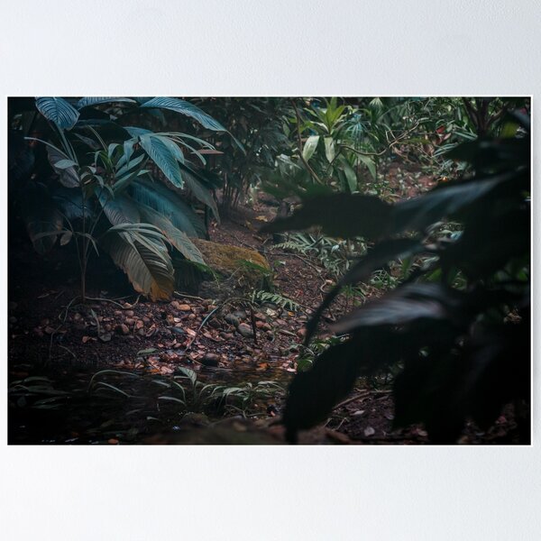 Item preview, Mist rising in the tropical garden designed and sold by Michael Deemer.