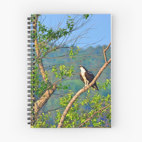 Item preview, A Perched Osprey designed and sold by LisaWootenPhoto.