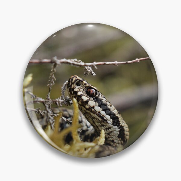 Item preview, Adder - Vipera berus designed and sold by Christian Moss.