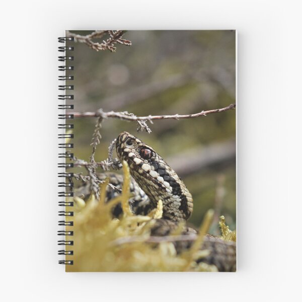 Item preview, Adder - Vipera berus designed and sold by Christian Moss.