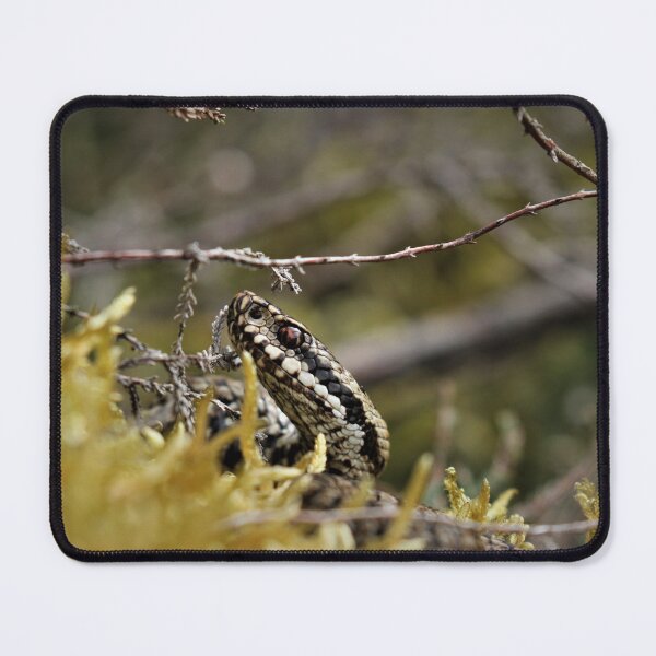 Item preview, Adder - Vipera berus designed and sold by Christian Moss.
