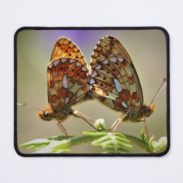 Item preview, Pearl-bordered fritillary - mating pair. designed and sold by Christian Moss.