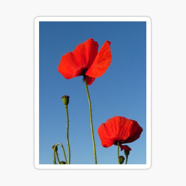 Item preview, Poppy Flowers & Seed Heads designed and sold by wiggyofipswich.