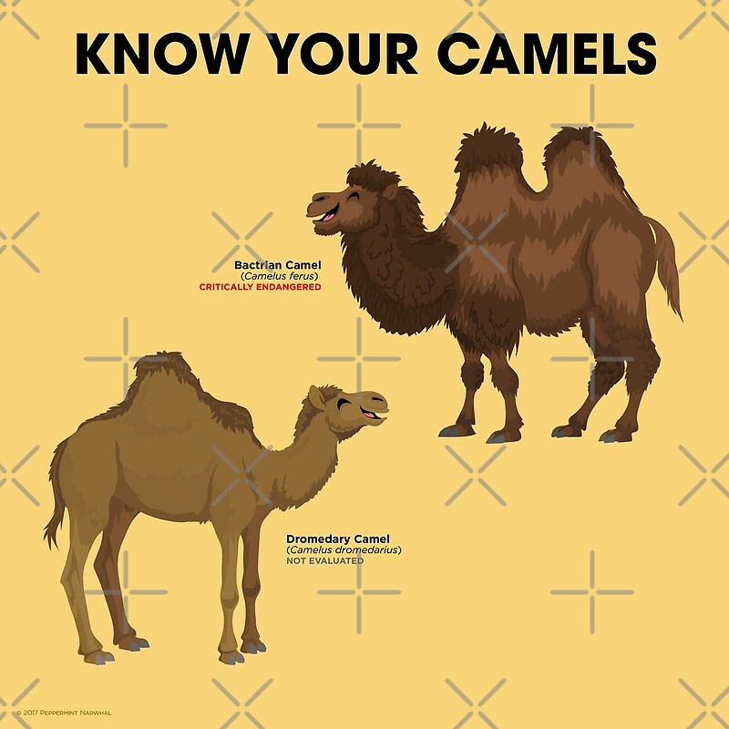 "Know Your Camels" By PepomintNarwhal | Redbubble