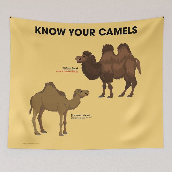 Item preview, Know Your Camels designed and sold by Peppermint Narwhal.
