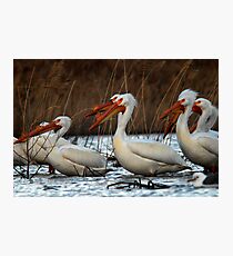Pelicans - Saratoga Springs, Utah Photographic Print