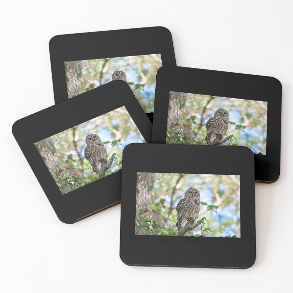 Item preview, Barred Owl Poster designed and sold by kalualepageh.