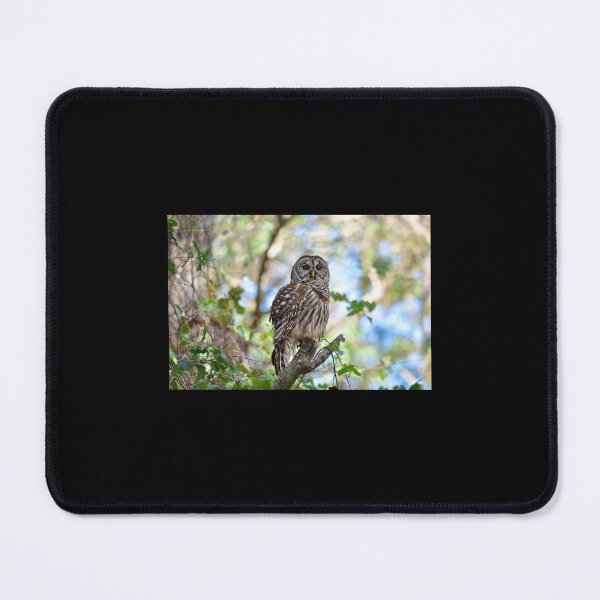 Item preview, Barred Owl Poster designed and sold by kalualepageh.