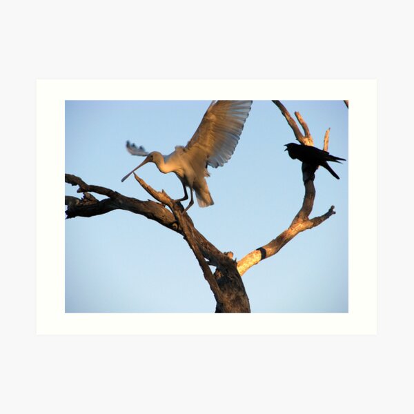 Hey you get out of my tree! Art Print