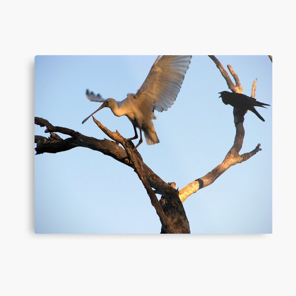 Hey you get out of my tree! Metal Print