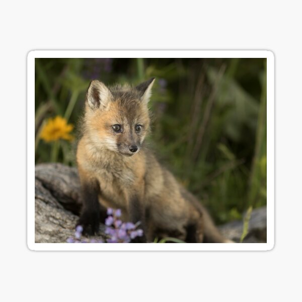 Baby Rotfuchs Geschenke Merchandise Redbubble