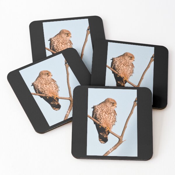Item preview, Common Kestrel Poster designed and sold by kalualepageh.