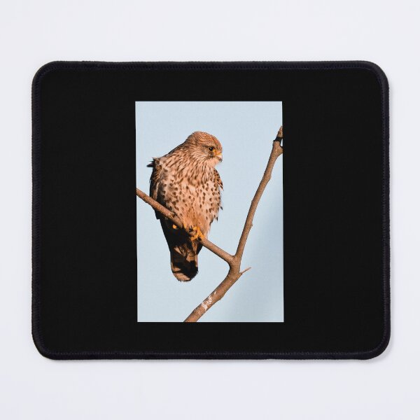 Item preview, Common Kestrel Poster designed and sold by kalualepageh.