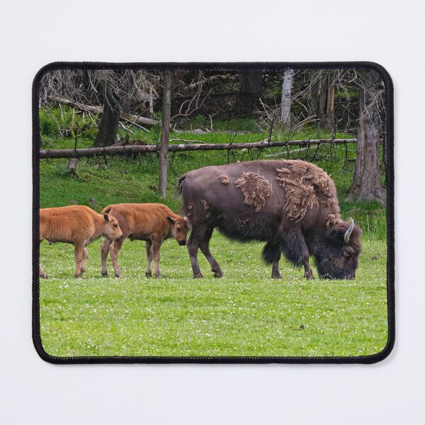 Item preview, Bison With Calves designed and sold by Michael Cummings.