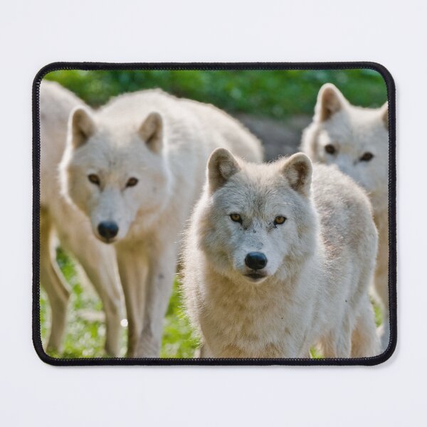 Item preview, Arctic Wolf designed and sold by Michael Cummings.