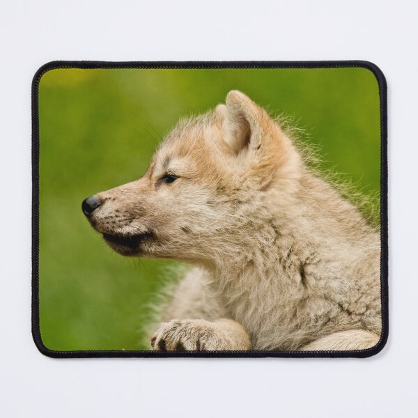 Item preview, Arctic Wolf Pup designed and sold by Michael Cummings.