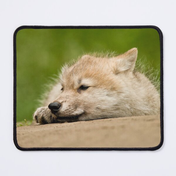 Item preview, Arctic Wolf Pup designed and sold by Michael Cummings.