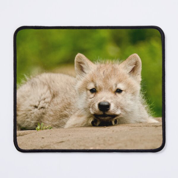 Item preview, Arctic Wolf Pup designed and sold by Michael Cummings.