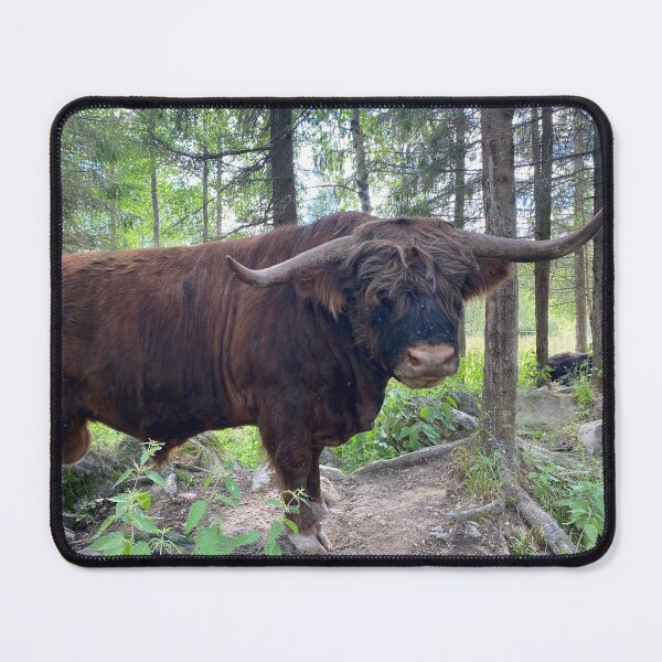Item preview, Scottish Highland Cattle Bull 3396 designed and sold by SaarelaHighland.