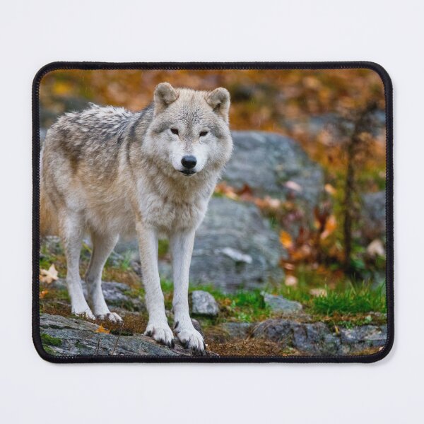 Item preview, Arctic Wolf designed and sold by Michael Cummings.