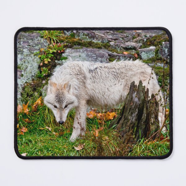 Item preview, Arctic Wolf designed and sold by Michael Cummings.