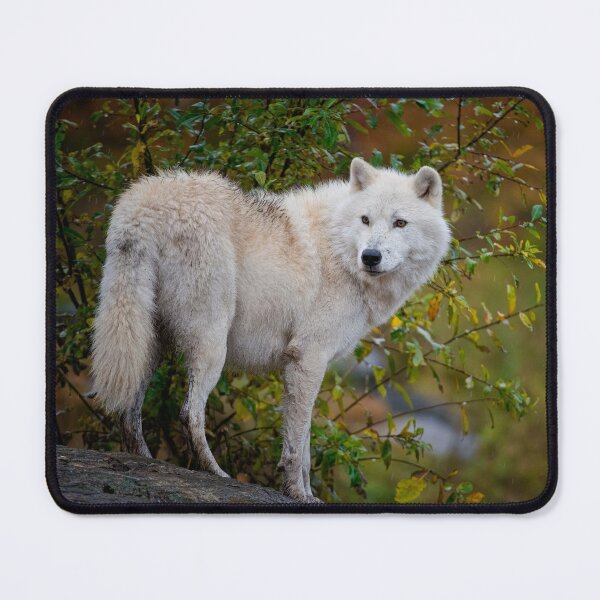 Item preview, Arctic Wolf designed and sold by Michael Cummings.