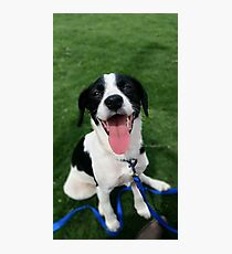 Rat Terrier mix Photographic Print