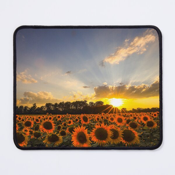 Item preview, sunflower field designed and sold by Pietschi2022.