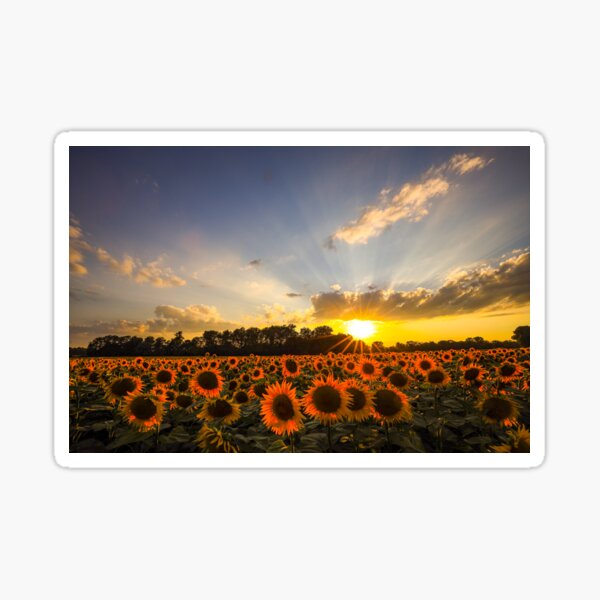 Item preview, sunflower field designed and sold by Pietschi2022.