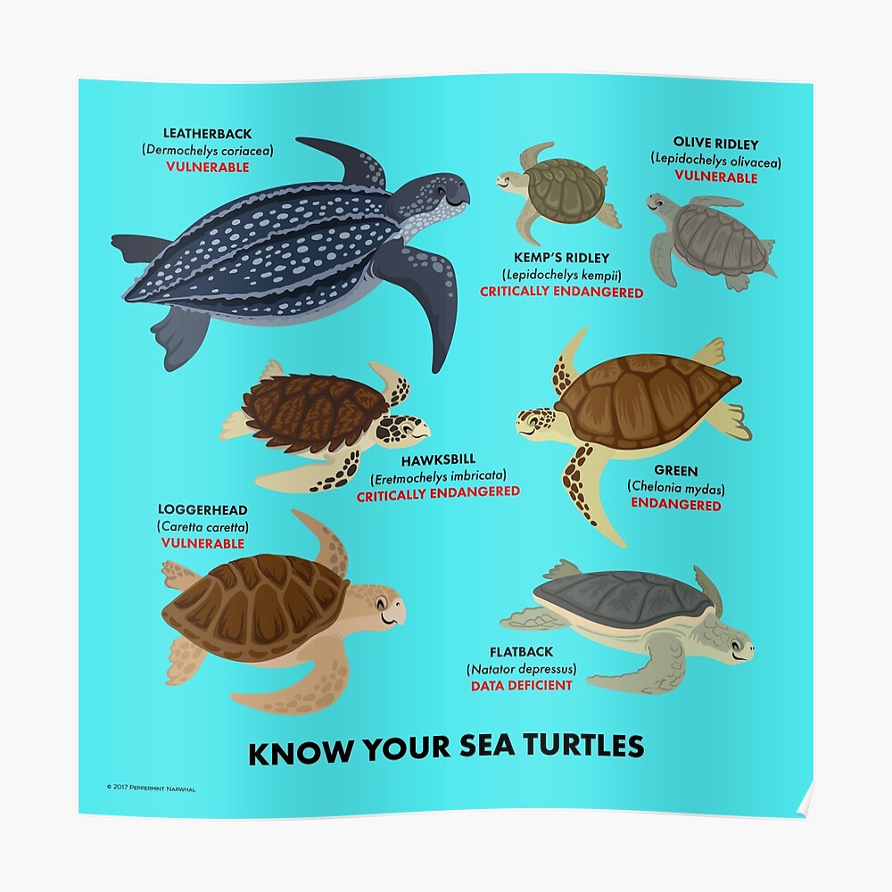 know-your-sea-turtles-poster-by-pepomintnarwhal-redbubble